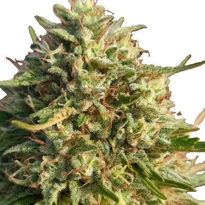 CBD sadnica - Sjeverozapad