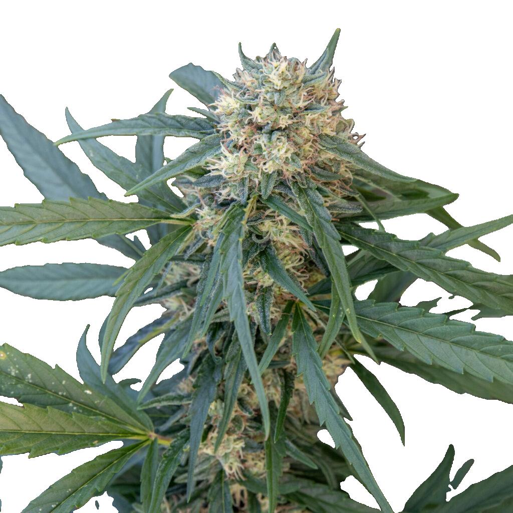 CBG-planta - OG Kush