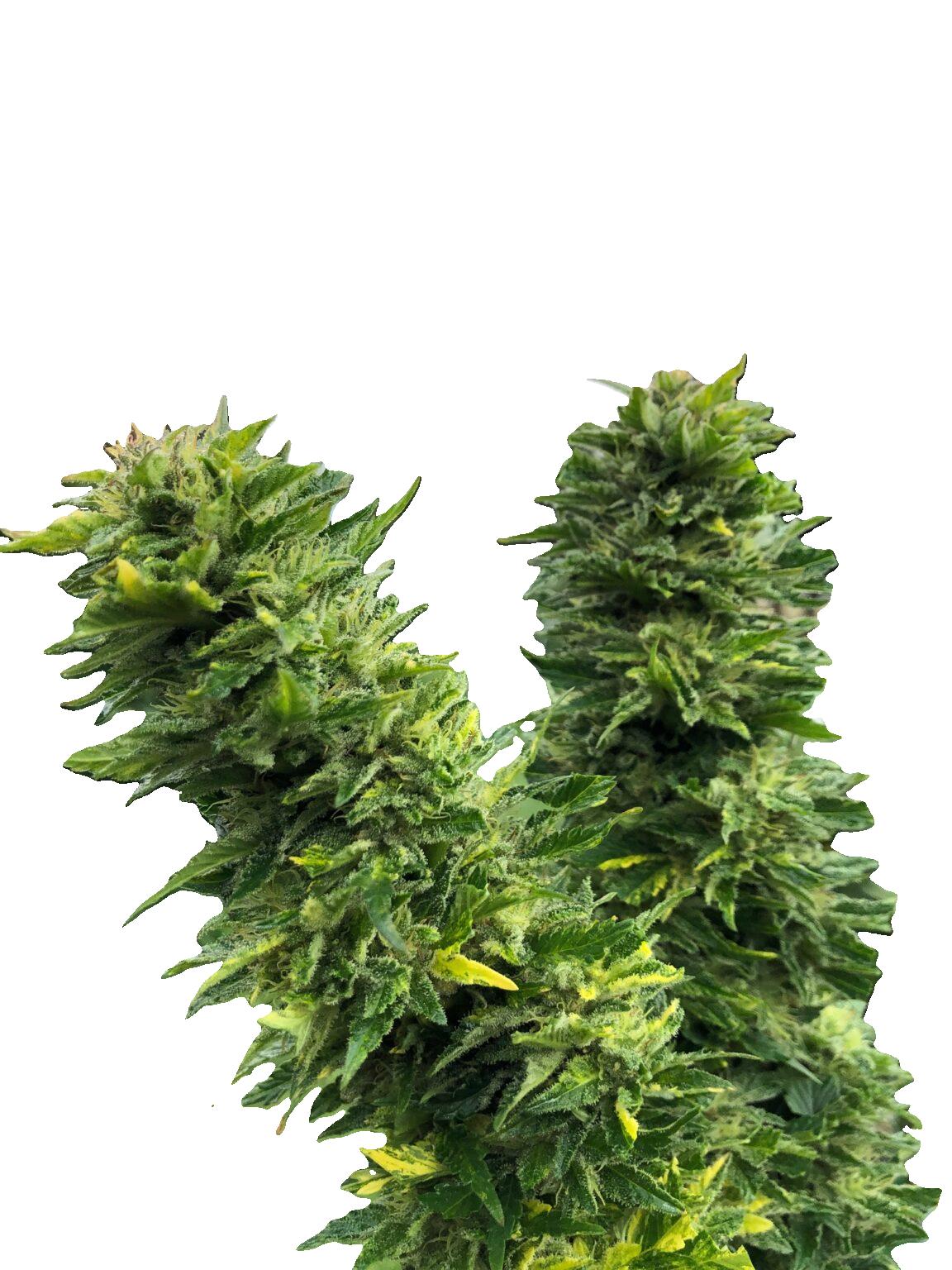 CBD sadnica - Srednji zapad