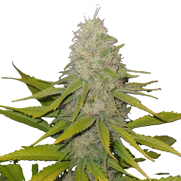 Black Sweet Coffe CBD-V Seedling