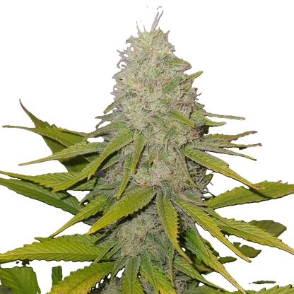 Black Sweet Coffe CBD-V Seedling