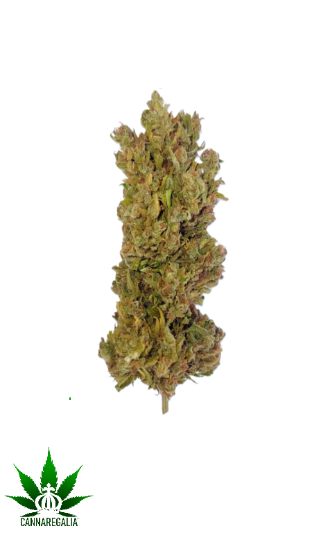 CBD buds - Bubblegum Punch 18%