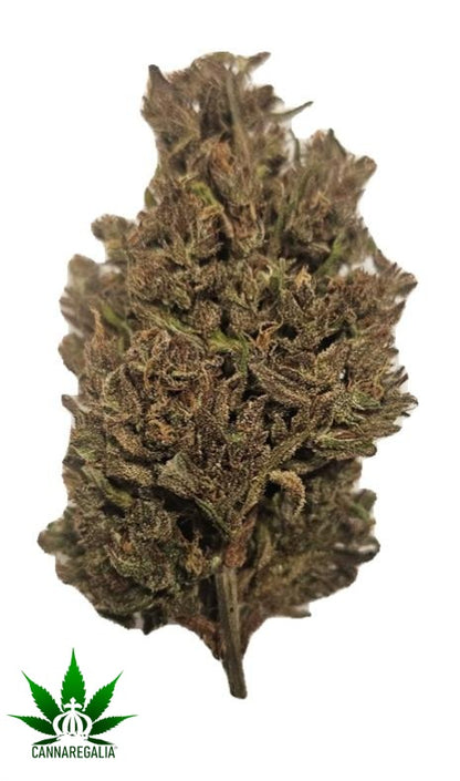 CBD buds - Gorilla Glue