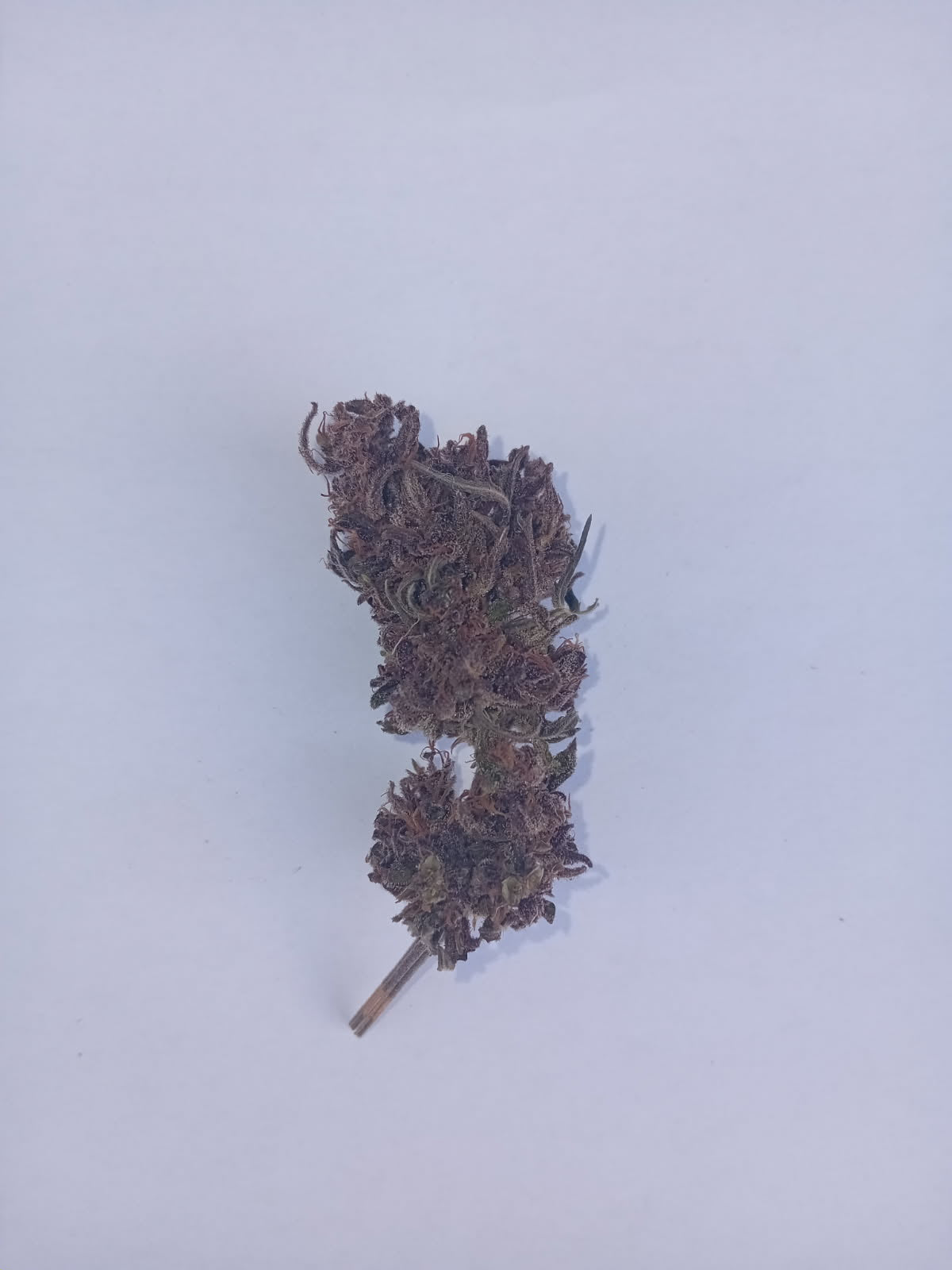 CBD buds - Purple wreck 18-21%