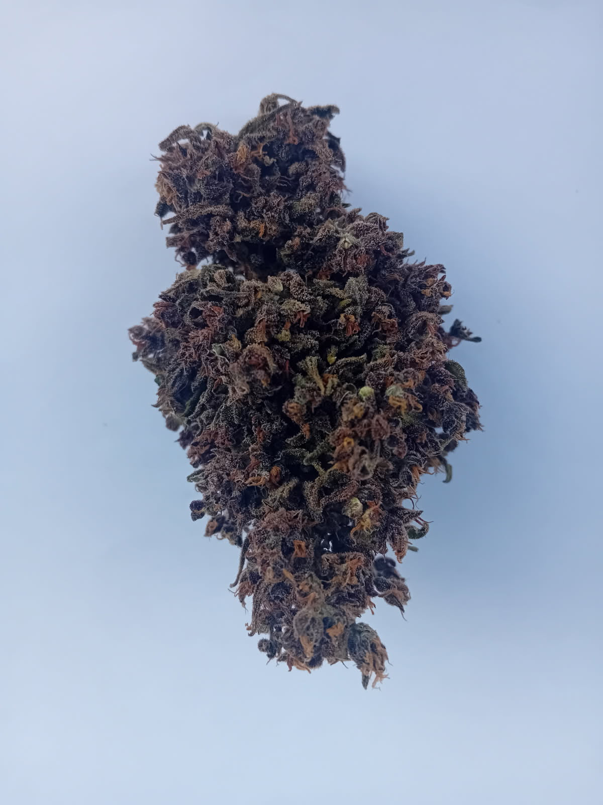 CBD buds - Purple wreck 18-21%