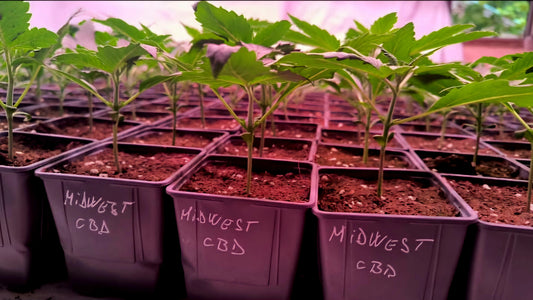 CBD Seedling - Midwest