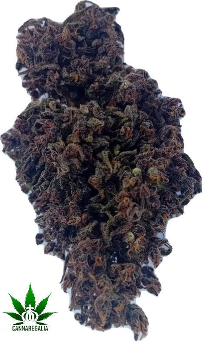 CBD buds - Purple wreck