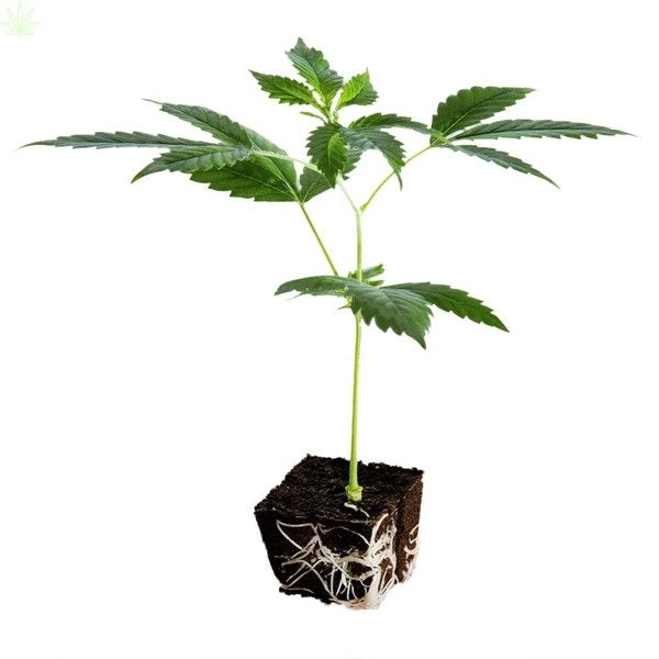 CBD Seedling - Berry Blossom