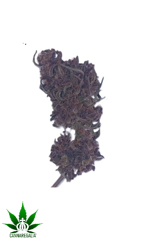 CBD buds - Sour lemon 16-19%