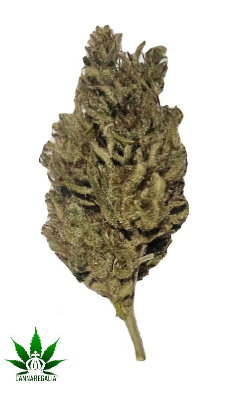 CBG buds - Panakeia Sativa, wholesale