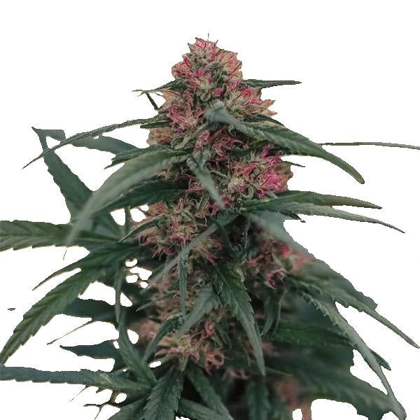 CBD Seedling - Berry Blossom