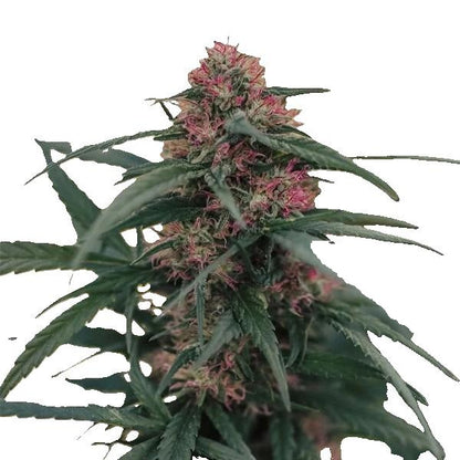 CBD Seedling - Berry Blossom