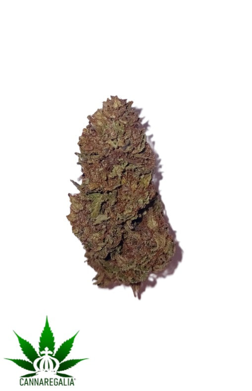 CBD buds - Sour lemon CBD-A 16-19%