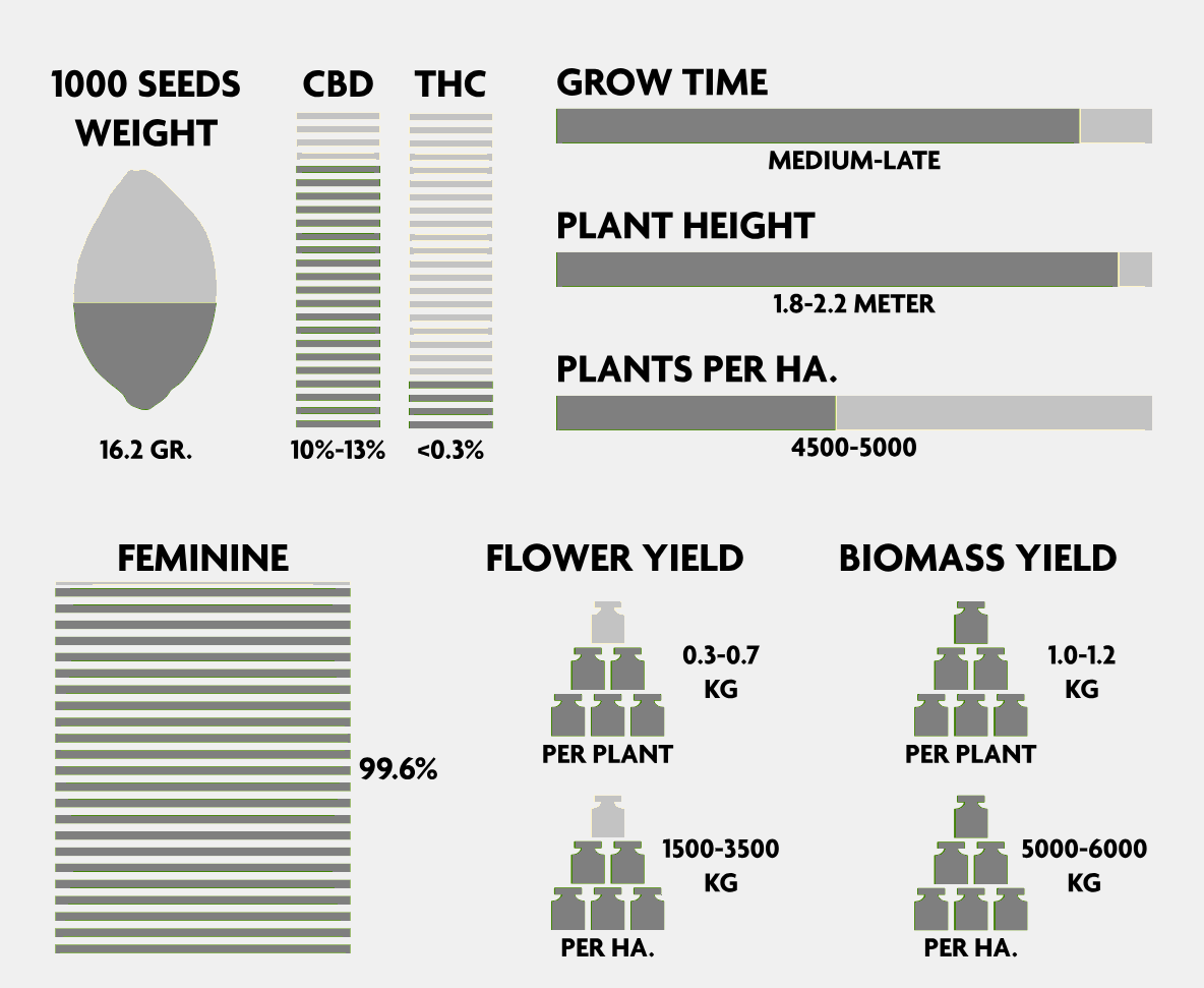 CBD Seedling - Midwest
