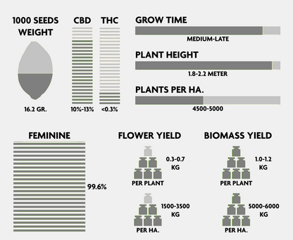 CBD Seedling - Midwest